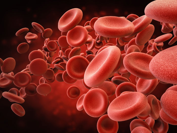 O que são as células sanguíneas e como funcionam?