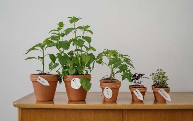 Plantas que combatem o estresse ideais para ter na casa